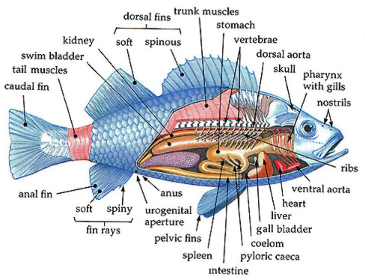 parts of a fish anatomy