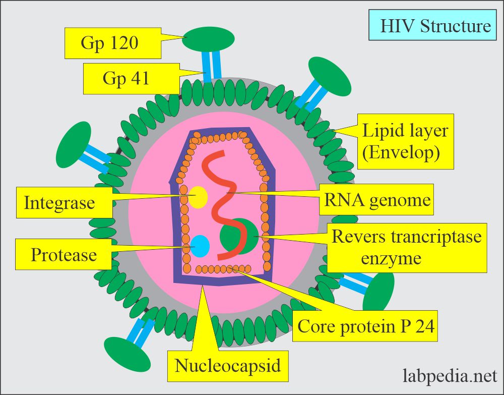 Structure of the HIV virus
