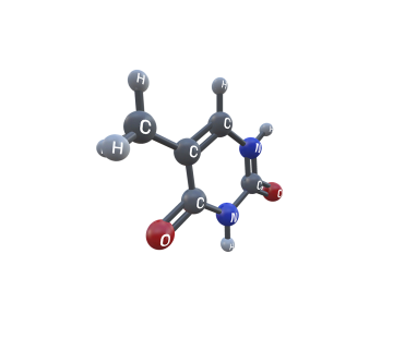 Thymine