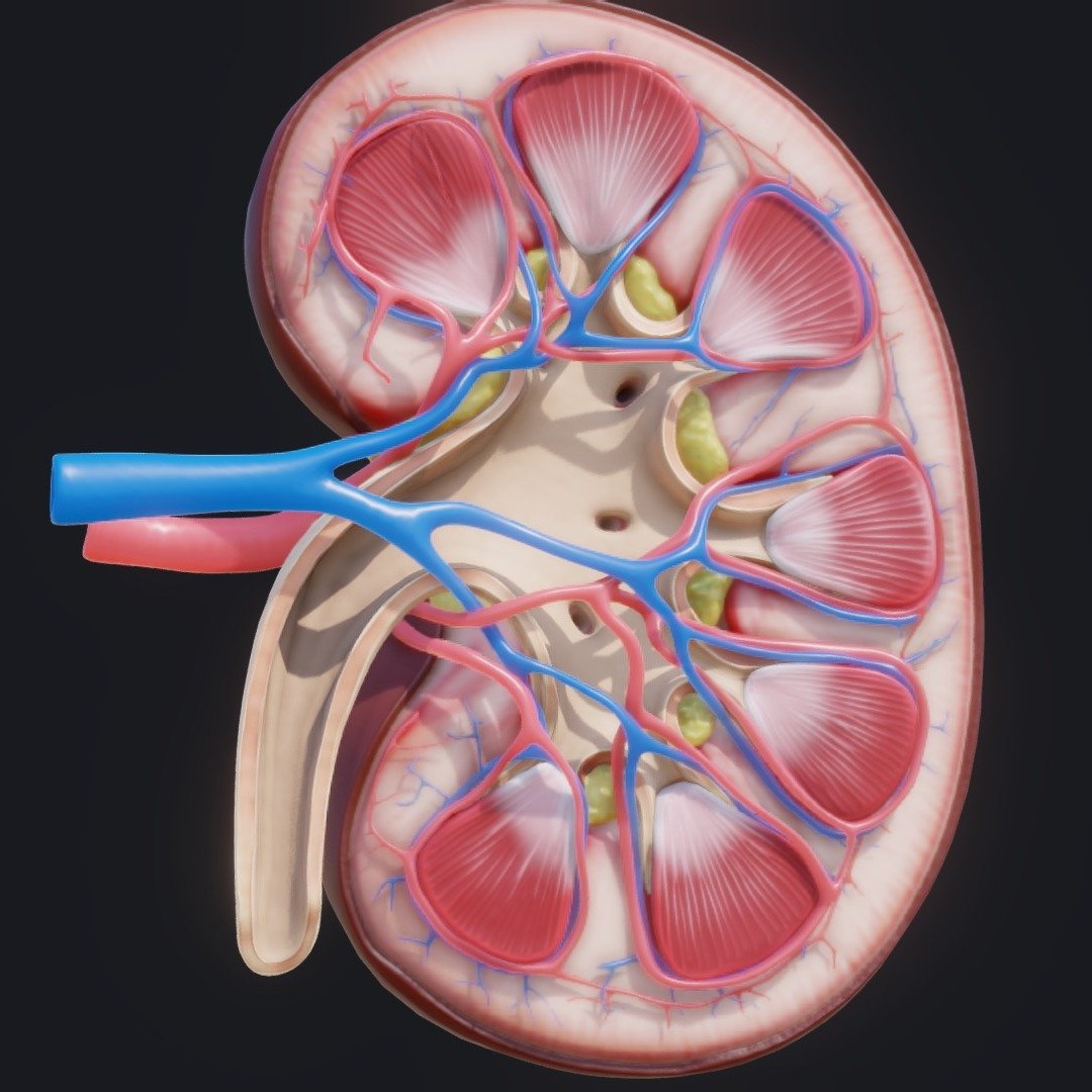 kidney