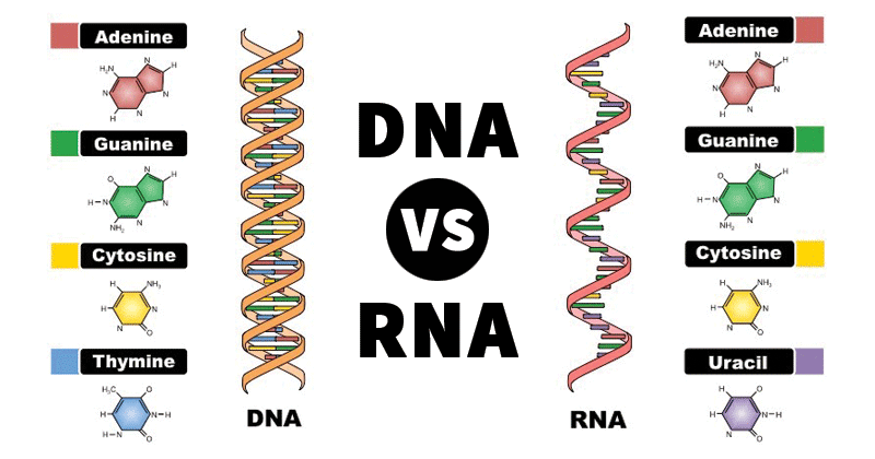  DNA vs. RNA 