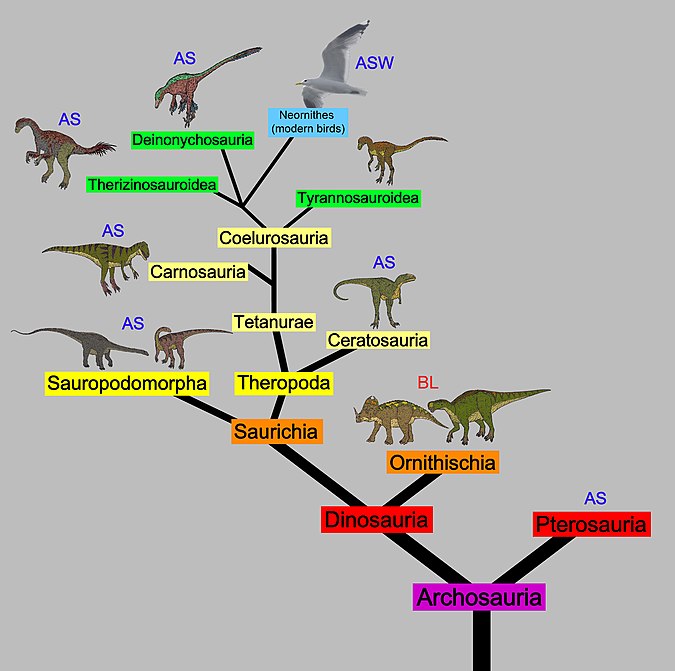 Bird evolution tree