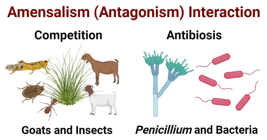 Amensalism interaction