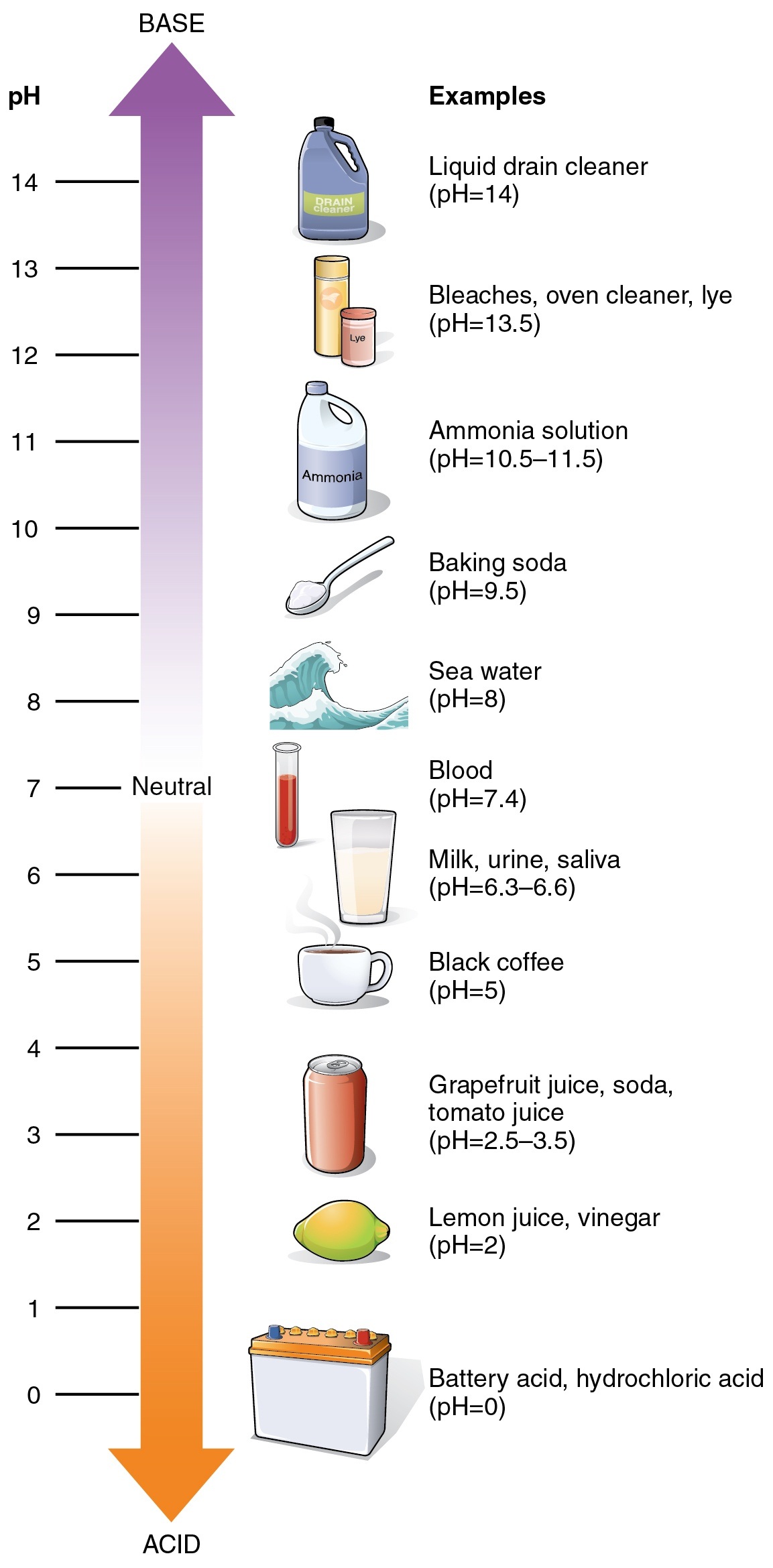 Common Acids and alkalis