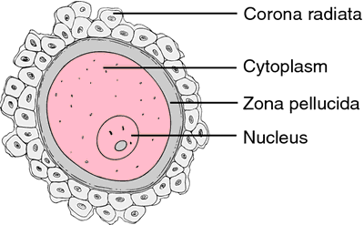 egg cell diagram