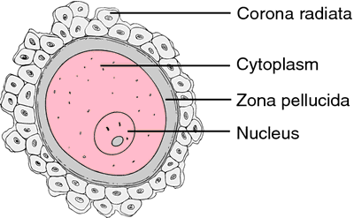 egg cell