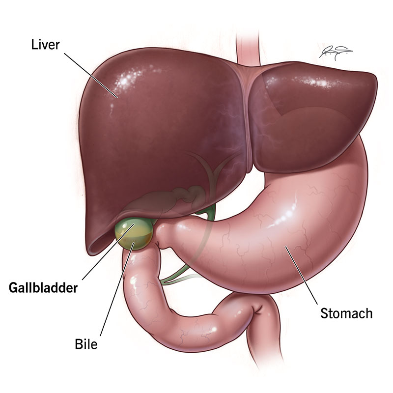 Gallbladder job in digestive system