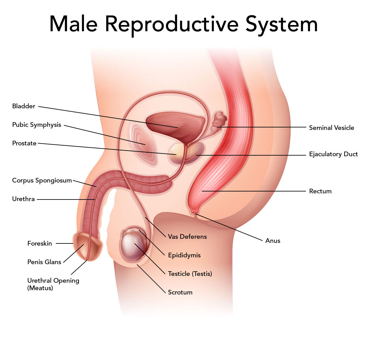 Describe The Anatomy Of The Male Reproductive System 8587