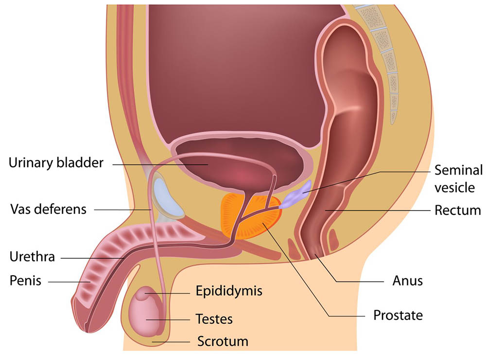 Male reproductive system