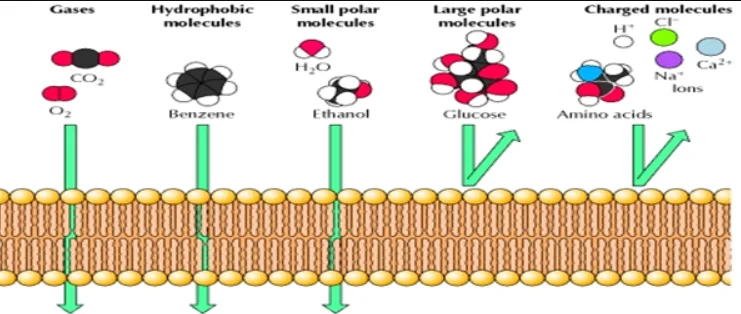 Membrane Permeability Study Guide - Inspirit Learning Inc