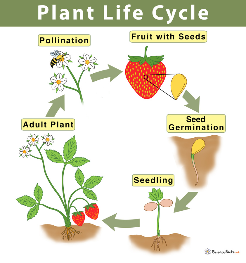 Plant Life Cycle Study Guide - Inspirit Learning Inc