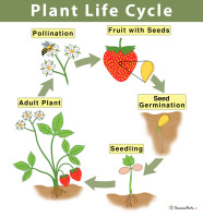 Stages Of A Plant Life Cycle 