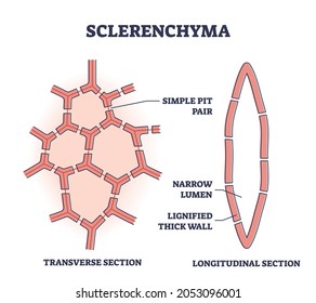 sclerenchyma