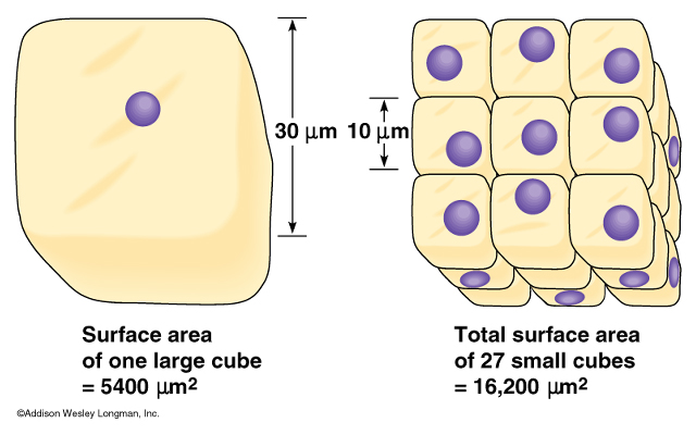 Surface area of a cell