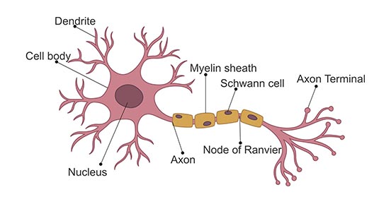 Structure-Neuron