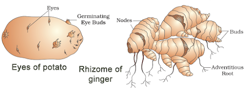 Rhizome of ginger