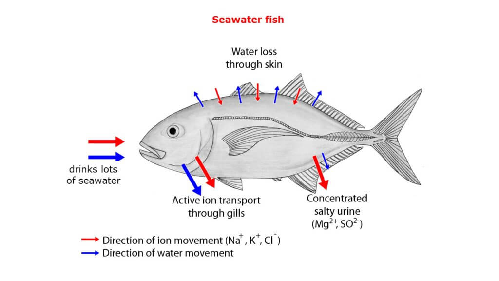 Seawater Fish