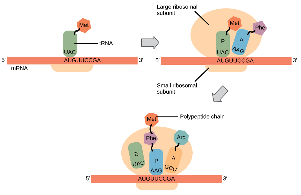 Step 1 перевод. Translation initiation. Translation elongation. Small subunit Ribosomal RNA. Steps перевод.