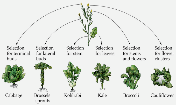 Artificial Selection Study Guide Inspirit   WildMustard 