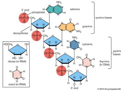 Nucleic acid