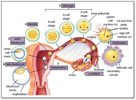 post fertilization events