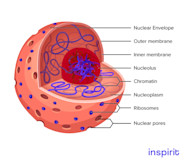 Nucleus Cell