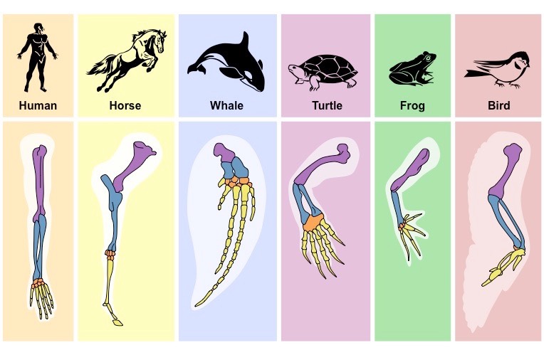 Homologous structures in different species