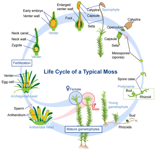 Life Cycle of a Typical Moss