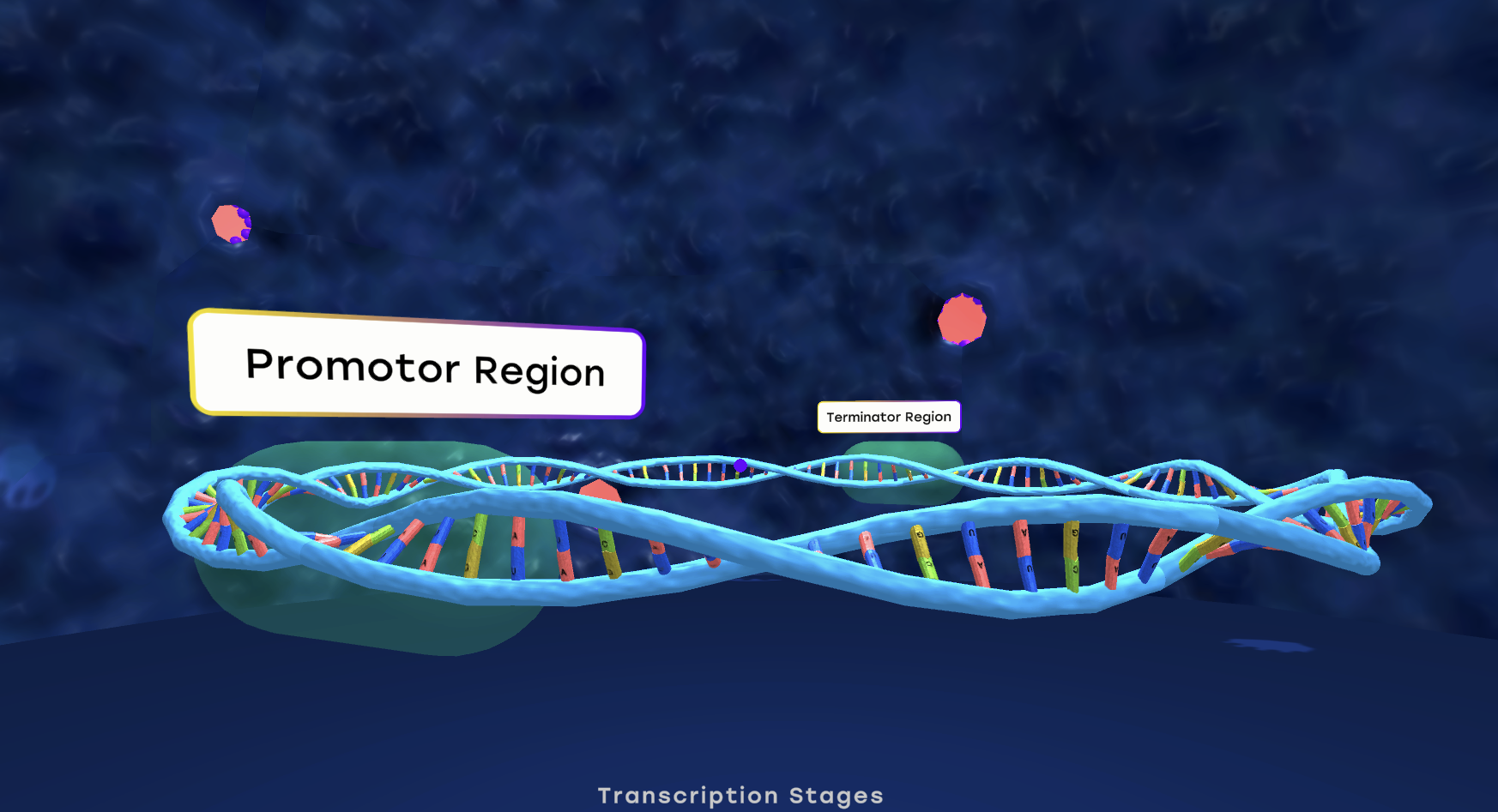 RNA Transcription Study Guide | Inspirit