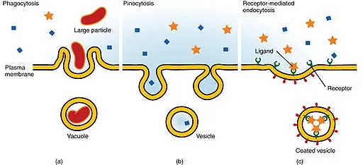 Three Forms of Endocytosis
