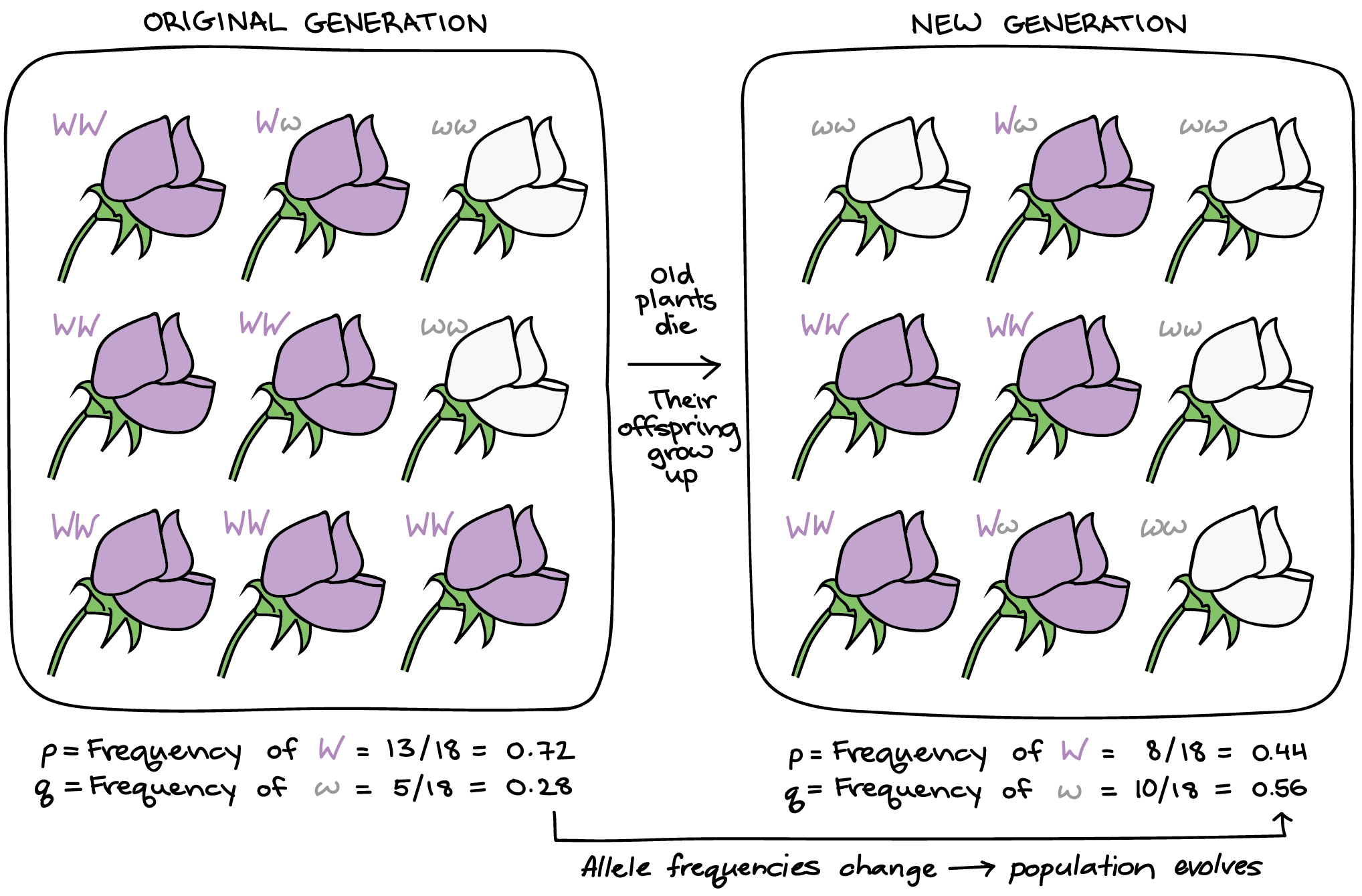 gene frequency