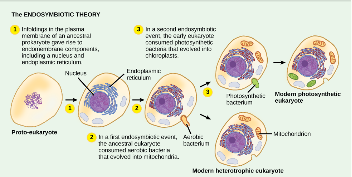 Endosymbiotic Theory