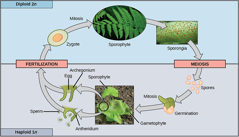 Life cycle of seedless vascular plant