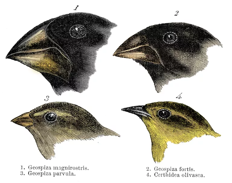 Darwin's Finches