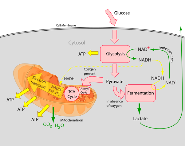 glycolosis