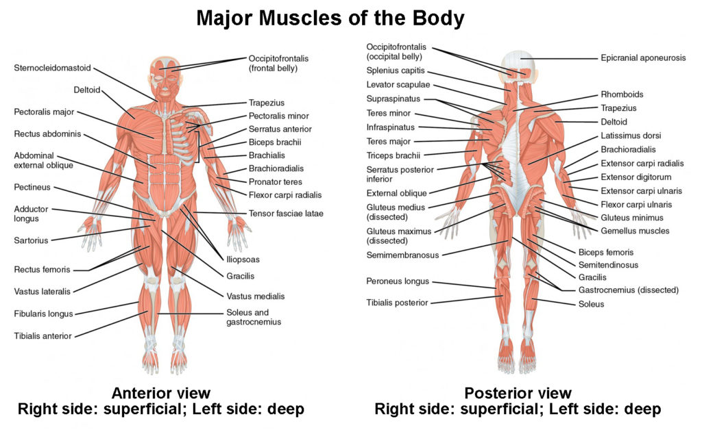  Major muscles of the human body