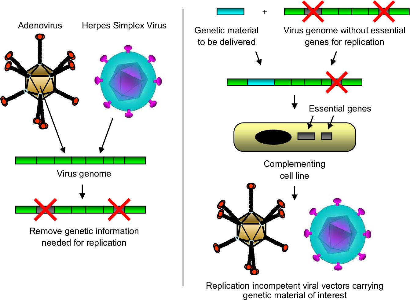 Role of virus in gene therapy