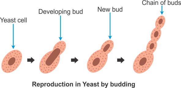 Yeast Budding