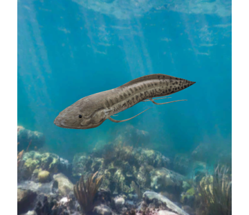 African Lungfish - Protopterus annectens