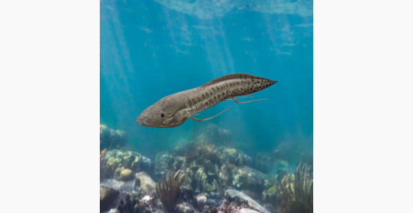 African Lungfish - Protopterus annectens