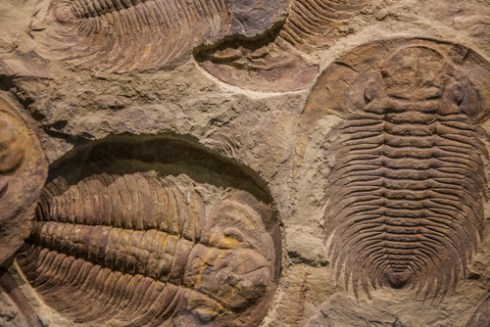 Fossil record