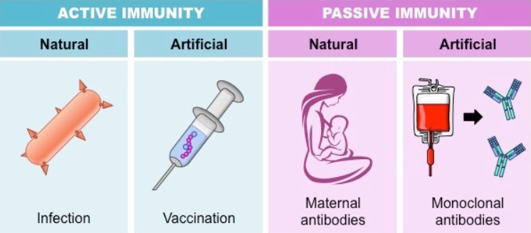 Types of Immunity