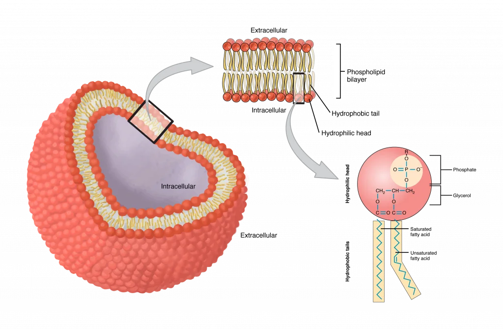 Phospholipid Structure and Bilayer