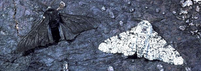 peppered moth