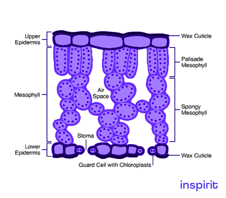 Internal-Structure-of-Dicot-Leaf