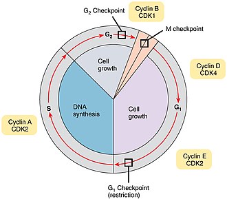  Cell cycle checkpoints