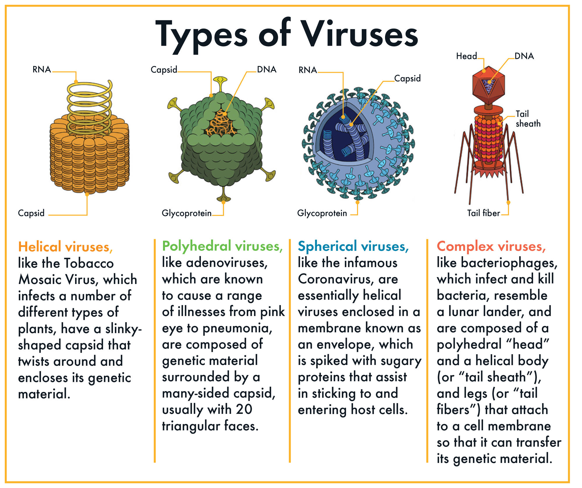 Viruses Structure and Classification Study Guide Inspirit Learning Inc