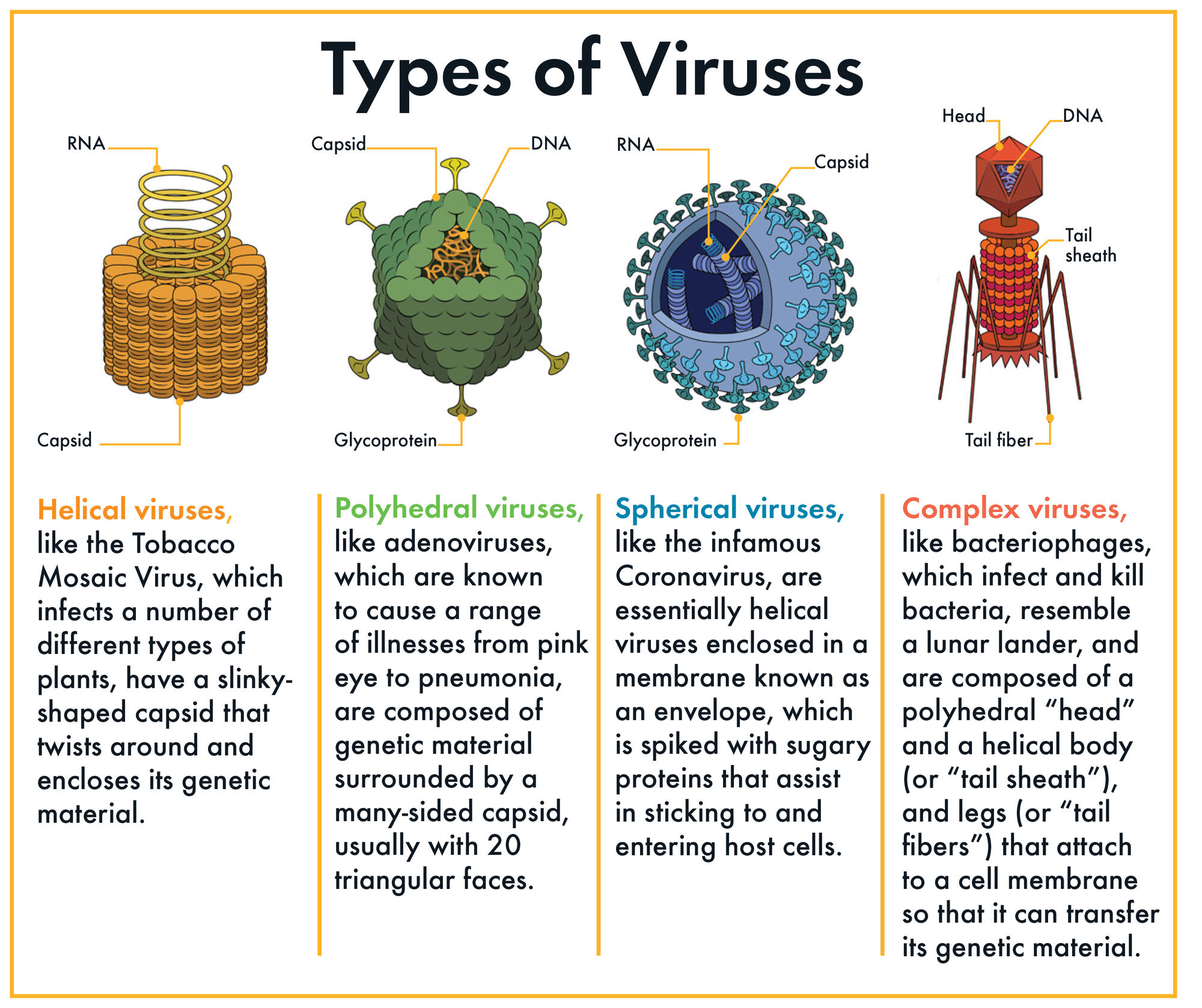 Structure Of Viruses With Diagram ᐉ Structure Of Viruses