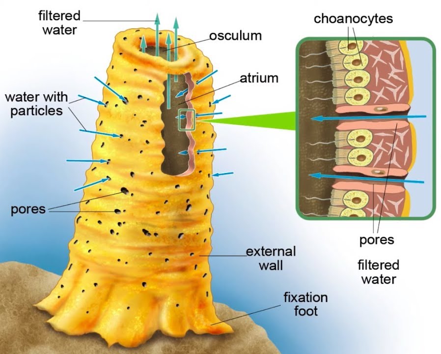 sponge anatomy