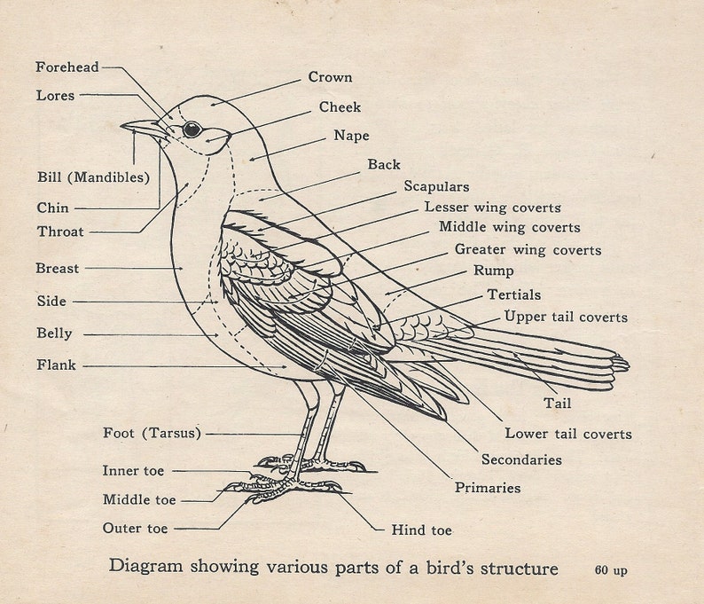 Anatomy of a Bird